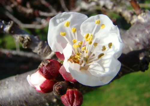 Sviluppo vegetale dell'' albicocco Prunus armeniaca